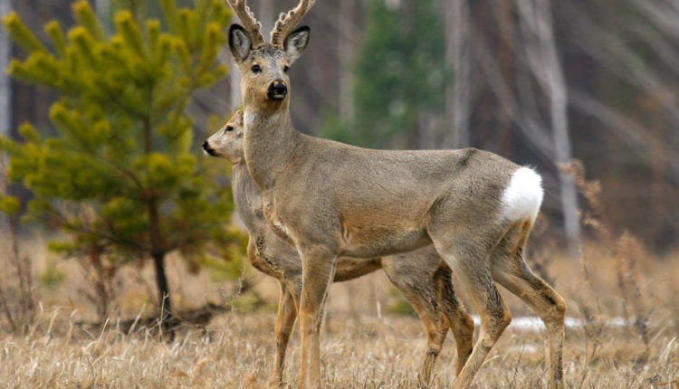 У южноуральских браконьеров отобрали ружья и транспорт